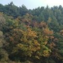 자연인산약초