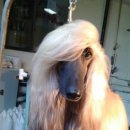 이쁜 댕댕이 이미지