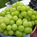 더샤인글로벌 이미지