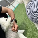 멍사랑 | 반려견과 함께 더 나은 하루를! 전주 강아지유치원 ‘사랑한다멍’ 이용기