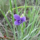 아침이슬 이미지