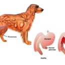 위브동물의료센터 이미지