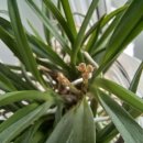 풍란 | 풍란 수경재배 시도 후기