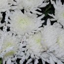 매천초등 이미지