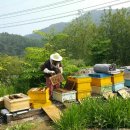 횡성토종닭 이미지