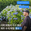 호텔 라벤더 제주 | 제주동쪽가볼만한곳 추천! 16개월 아기와 다녀온 제주 에코랜드｜여름 수국·메밀밭까지 즐긴 가족여행
