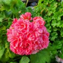 앙드레농장 이미지