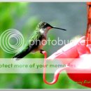 가장 작은새 허밍버드(Humming Bird) 이미지