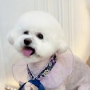 도블리펫 이미지