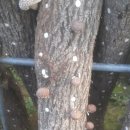 참나무 원목 표고버섯 본격적으로 발생 시작 이미지