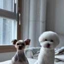 은평애견 | 🐾 서울 은평구 애견미용실, 블랑드펫 후기