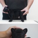 넥서스켄넬 이미지