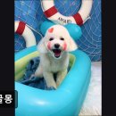 동글몽 이미지