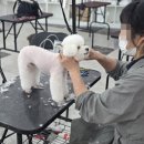 웡크애견미용샵 | 평택애견미용샵 선택 고민 끝낸 리얼 후기 취업까지 이어지는 과정