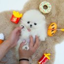 심쿵하개 강아지고양이 분양 강서점 | 거제미니비숑분양 유명한 이유가 있던 테디럽