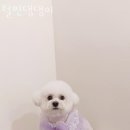 털찐댕댕이 | 인천 부평동 강아지분양 털찐댕댕이 업체 정보 후기