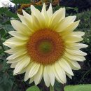 오늘의탄생화-(8월15일) 🌸 해바라기(Sun Flower) 이미지