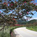 백일홍명품길 이미지