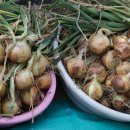 다마내기 이미지