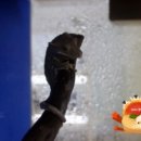 지엘아쿠아