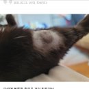 화정동물병원 | 화정 FM메디컬센터 고양점 비추천 후기 일산 동물병원