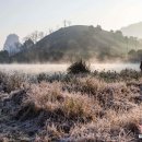 수목화