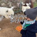 블루핸즈(화순점) | 화순읍 카페 아이와 체험하기 좋은 올라알파카