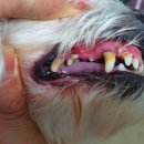 래플즈동물병원 | 구리 래플즈 동물병원 9살 강아지 스케일링 후기