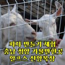 청양알프스산양목장 | 피자 만들기 충남 청양 가볼만한곳 알프스 산양목장