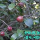 다화화장품