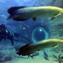 아쿠아월드 이미지