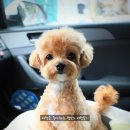 순심이네 펫살롱 네이버블로그