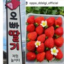 추천🍓원주 딸기체험 제대로｜수확만큼 결제하는 "오빠딸기" 체험농장 솔직후기