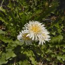 우리민들레약국 이미지