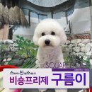 스퀘어독스 서산점 이미지