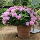 베짱이정원 이미지