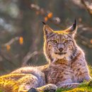 LYNX