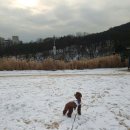 다온애견샵 이미지