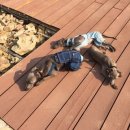 도그랜드 이미지