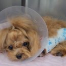 서일동물병원 이미지