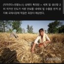 세계 2위 밀 생산국 인도, 밀 수출 금지..정부가 통제 이미지