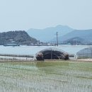 대산농장 Daum카페