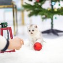 더 샵 동물메디컬센터 이미지