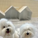 개버드 스쿨 이미지