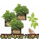 청유담 쇼핑하우
