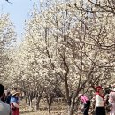 목련숲