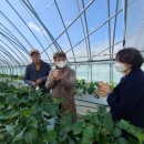 바람개비 딸기학교 | 무주 딸기 바람개비딸기학교 무정농회원들과 함께 다녀왔어요