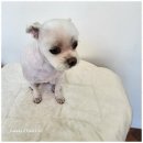 멍뭉살롱 이미지