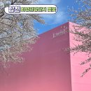 합천호회양관광단지 | 경남 합천 벚꽃 실시간 개화 상황 명소 합천호 회양관광단지, 카페