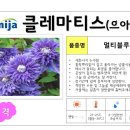 더 미성